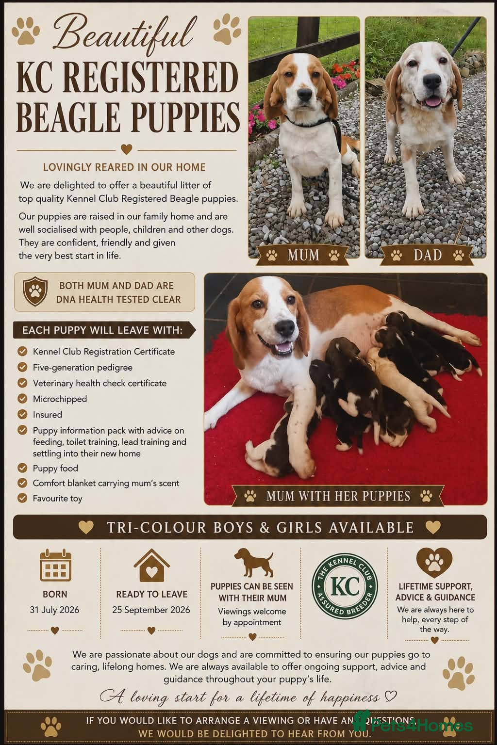 Beagle dogs KC Registered Beagle Puppies  - Advert 2