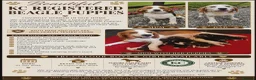Beagle dogs for sale: KC Registered Beagle Puppies  - Advert 2