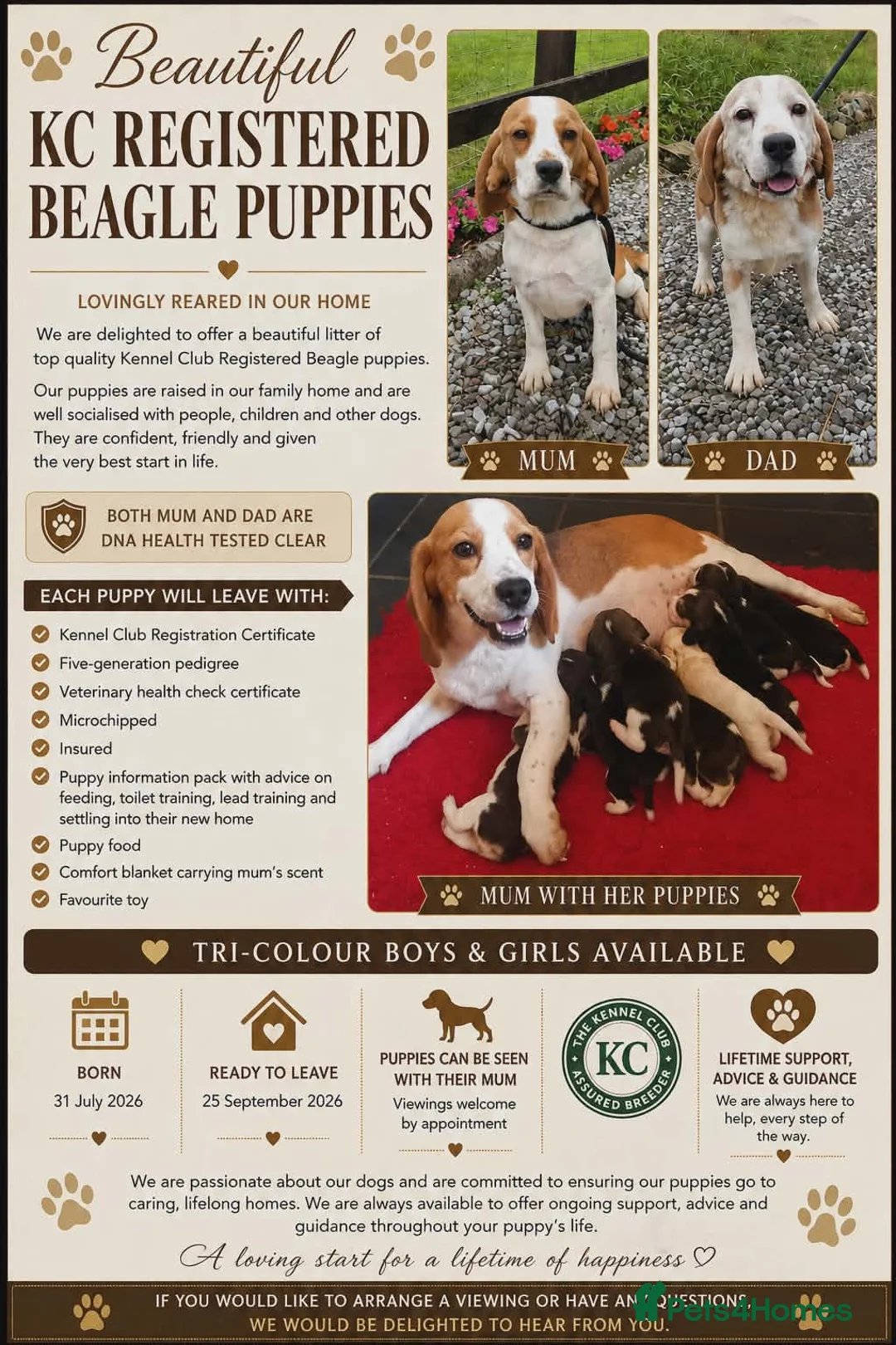 Beagle dogs for sale: KC Registered Beagle Puppies  - Advert 2