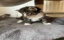 Egyptian Mau cats for sale: Egyptian mau kittens  - Image 8