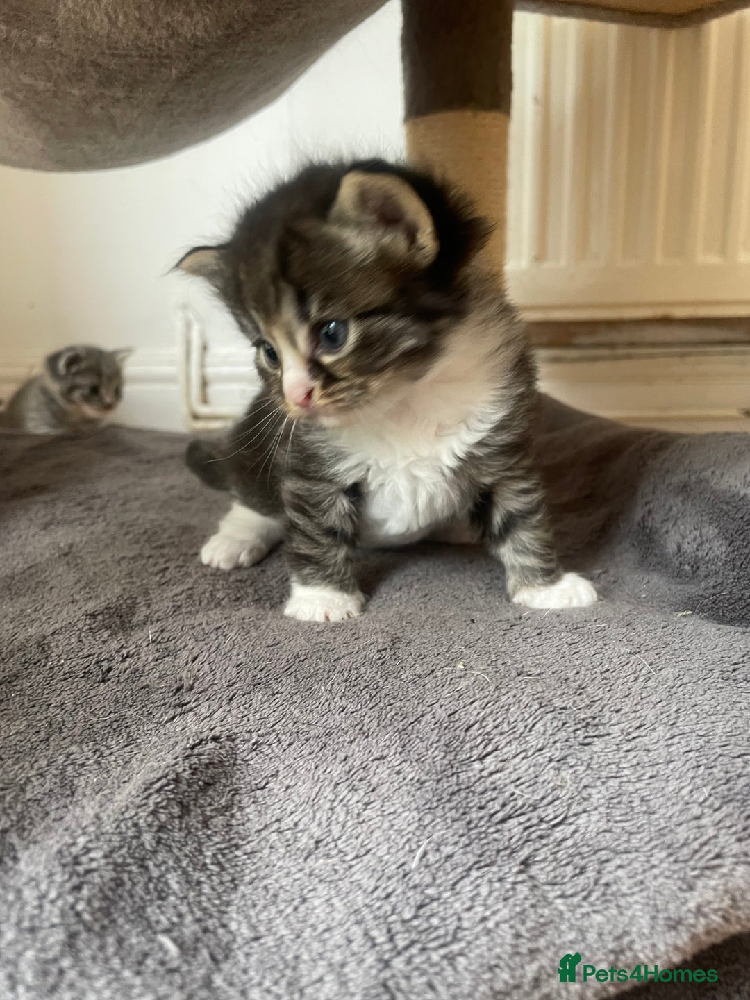 Egyptian Mau cats for sale: Egyptian mau kittens  - Image 8