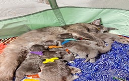 Maine Coon cats for sale: Purebred Blue Maincoon Kittens  - Image 8