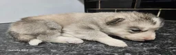 Siberian Husky dogs for sale: 7 siberian huskey puppies for sale £800 - Advert 16