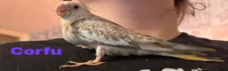 Cockatiels birds for sale: Hand reared baby cockatiels - Advert 12