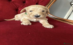 Goldendoodle dogs for sale: Golden Doodle litter  - Image 11
