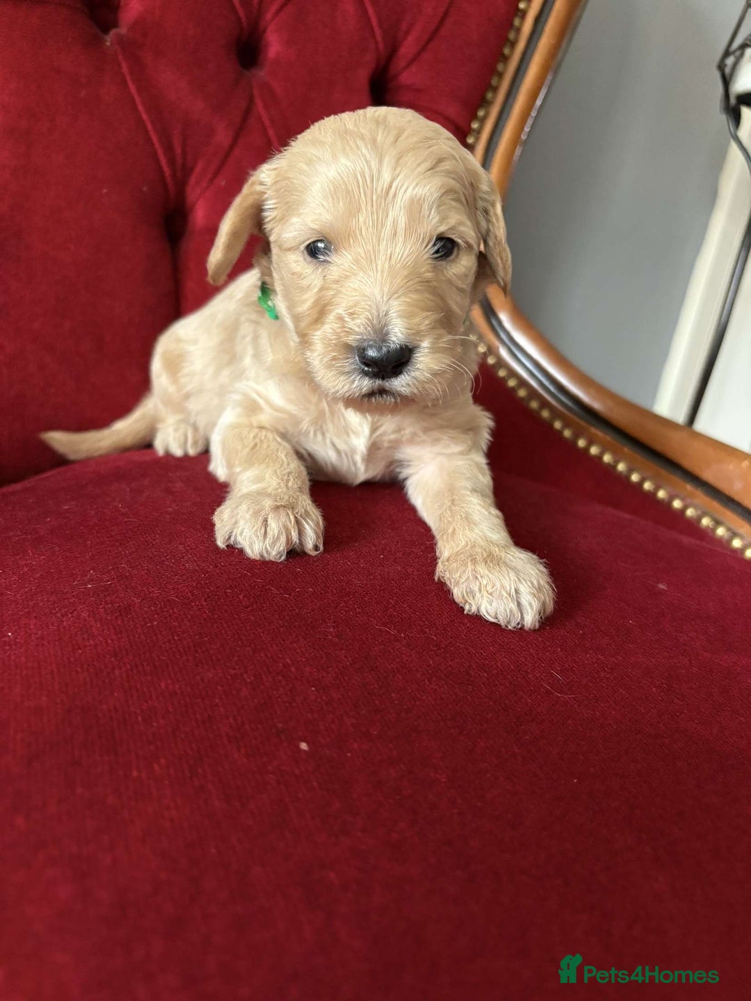 Goldendoodle dogs for sale: Golden Doodle litter  - Image 11