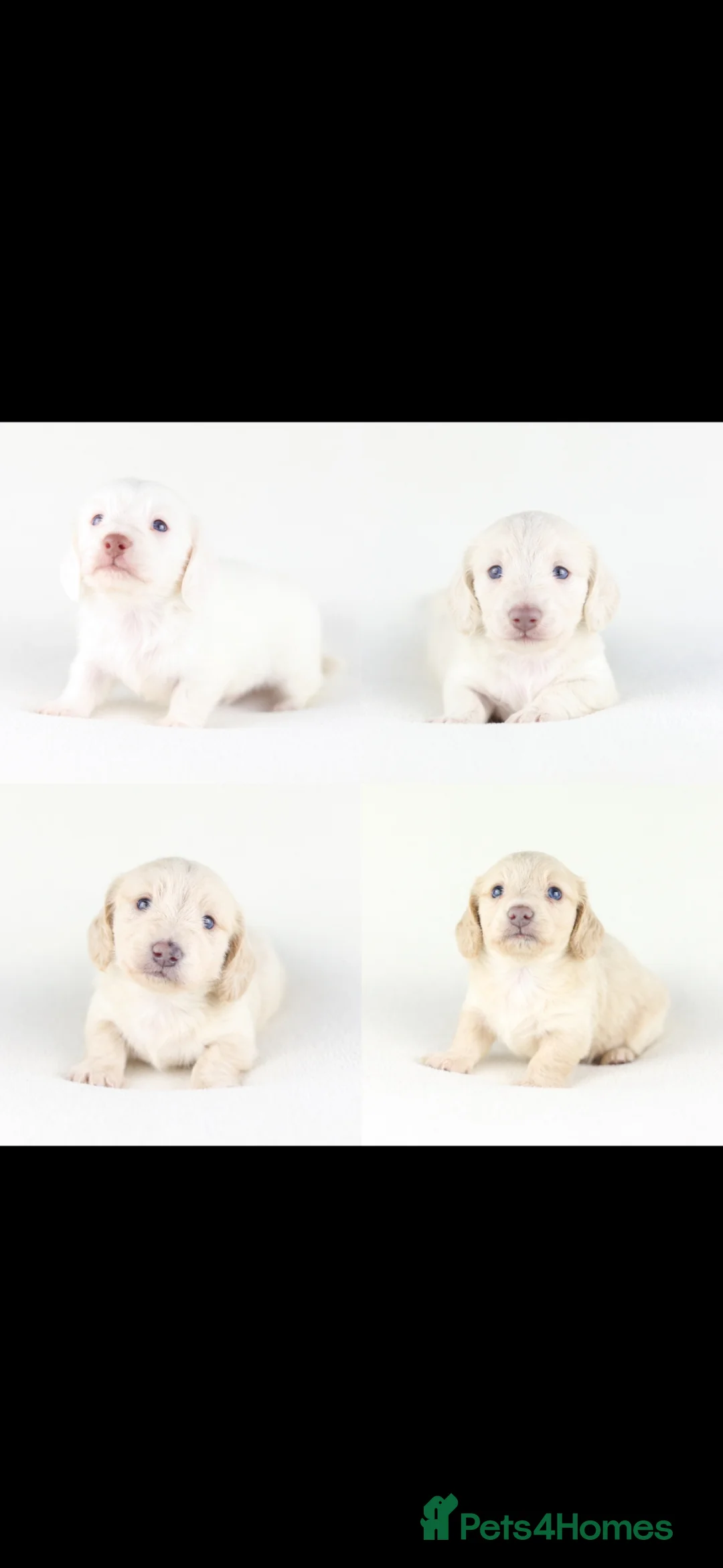 Miniature Dachshund dogs for sale: 🤍KC Reg Longhair miniature cream daschunds🤍 - Advert 2