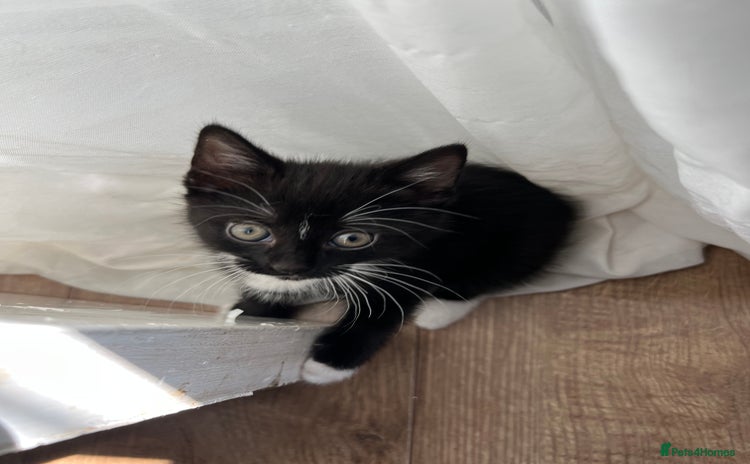 Mixed Breed cats - Advert 12