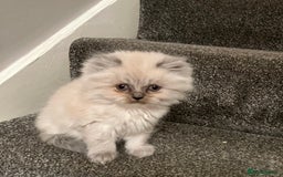 Persian cats for sale: 💕Simply Stunning Blue Point Persians PKD neg 💕 - Advert 3