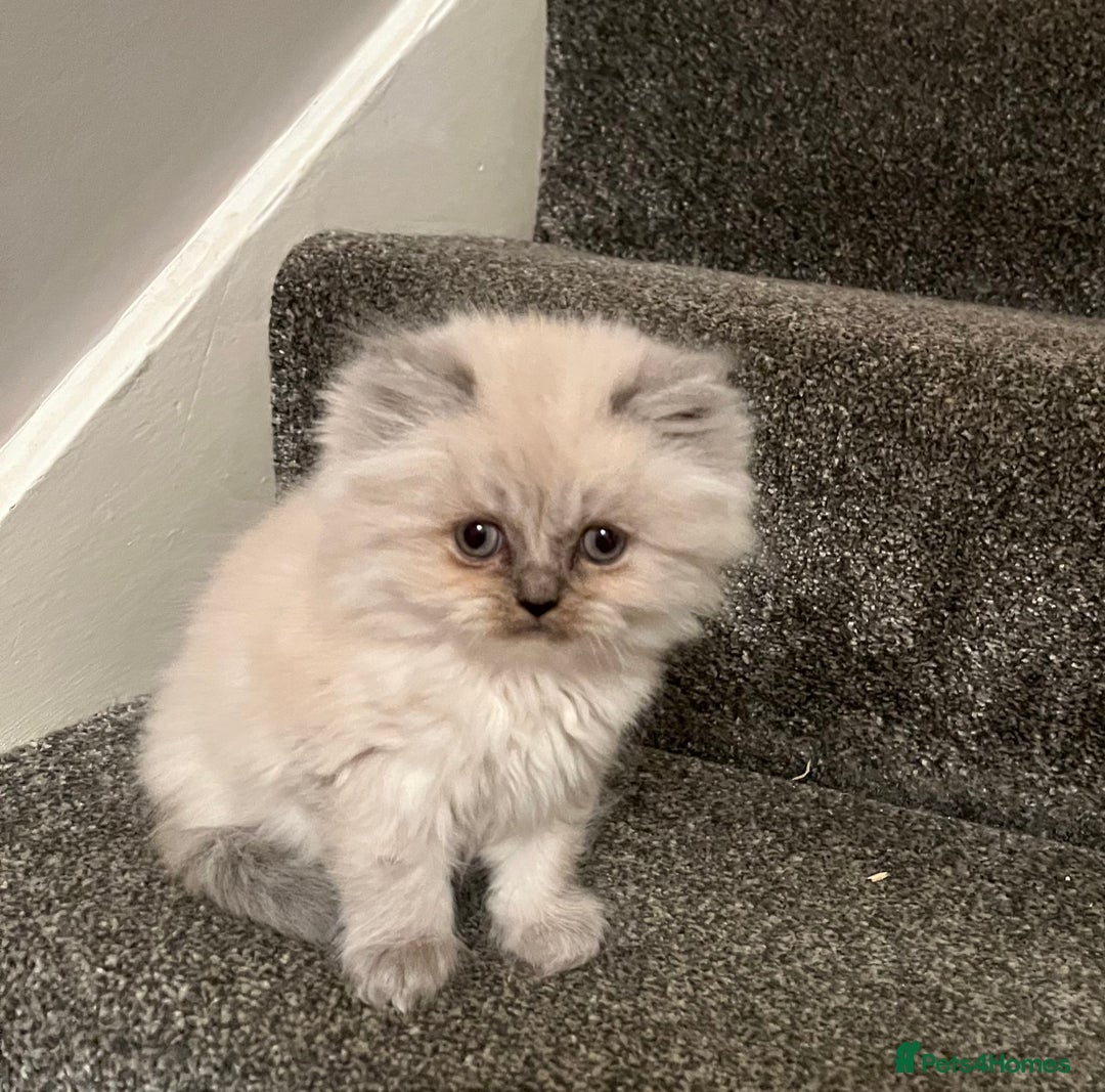 Persian cats for sale: 💕Simply Stunning Blue Point Persians PKD neg 💕 - Advert 3