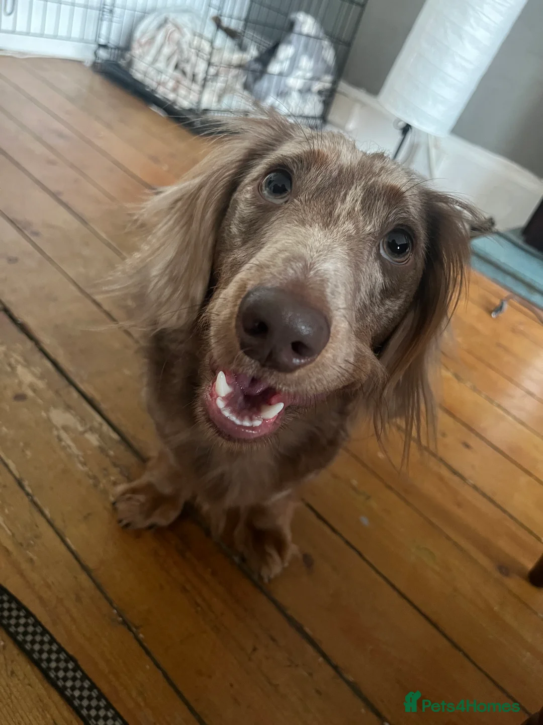Dachshund dogs for sale: Long Hair Chocolate Dapple Dachshund – 2 Years  in Glasgow - Advert 1