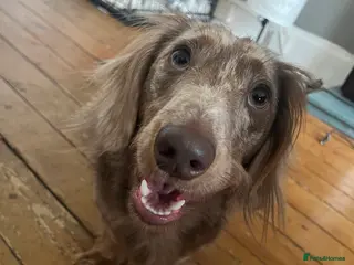 Dachshund dogs Long Hair Chocolate Dapple Dachshund – 2 Years - Advert 18