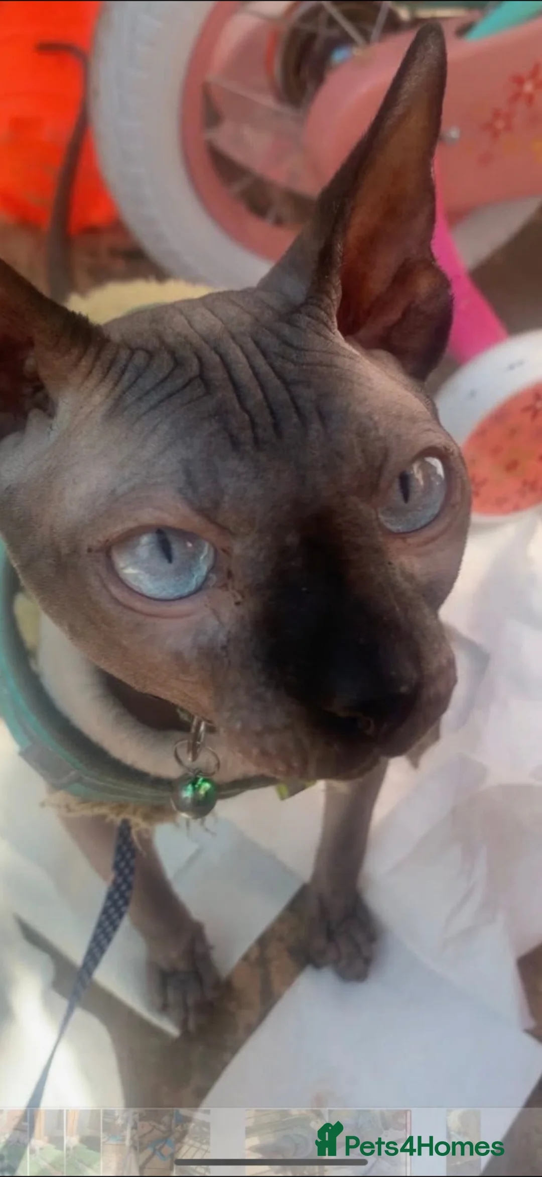 Mixed Breed cats for sale: Domestic long hair cross sphynx  in Blackburn - Advert 22