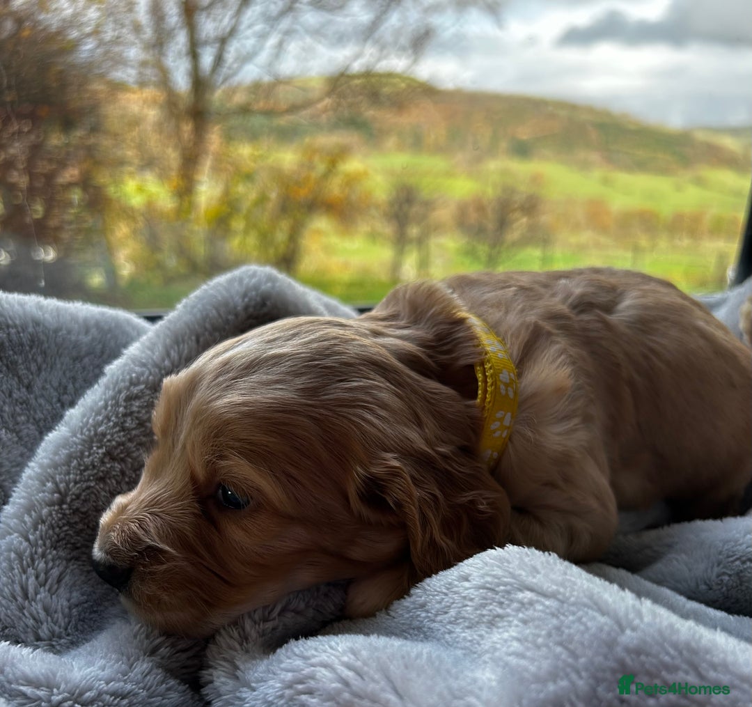 Cocker Spaniel dogs for sale: ✨ Cuddles Await from our Cocker Spaniel Pups  - Advert 36