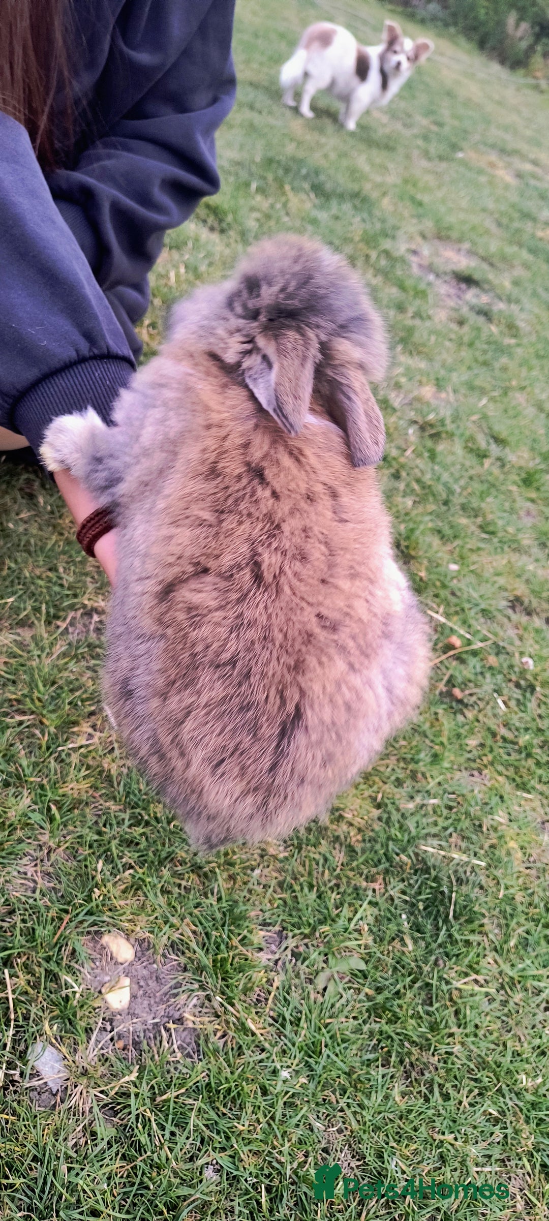 Mini Lion Lop rabbits for sale: Baby mini lion lop *PLEASE READ* - Image 6