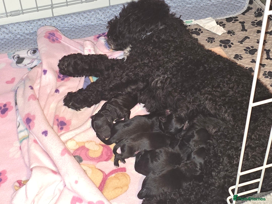 Shihpoo dogs for sale: 5 beautiful Shihpoo puppies - Advert 2