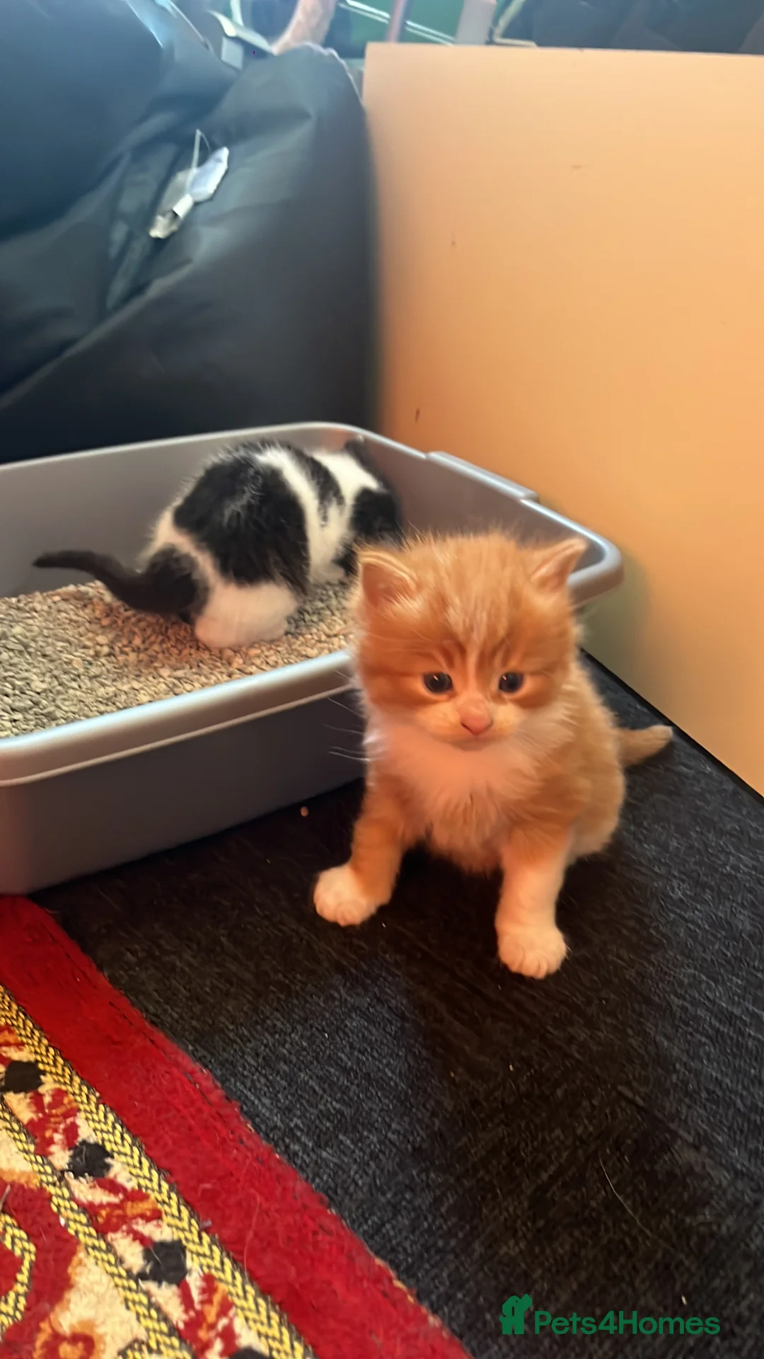 Mixed Breed cats for sale: Kittens  - Advert 2
