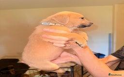 Mixed Breed dogs for sale: Mastiff x rottweiler  - Image 17