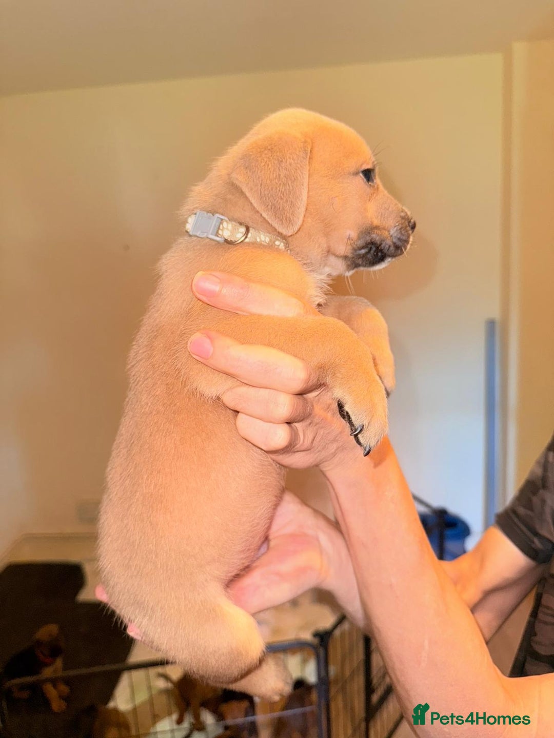 Mixed Breed dogs for sale: Mastiff x rottweiler  - Image 17