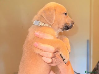 Mixed Breed dogs - Advert 25