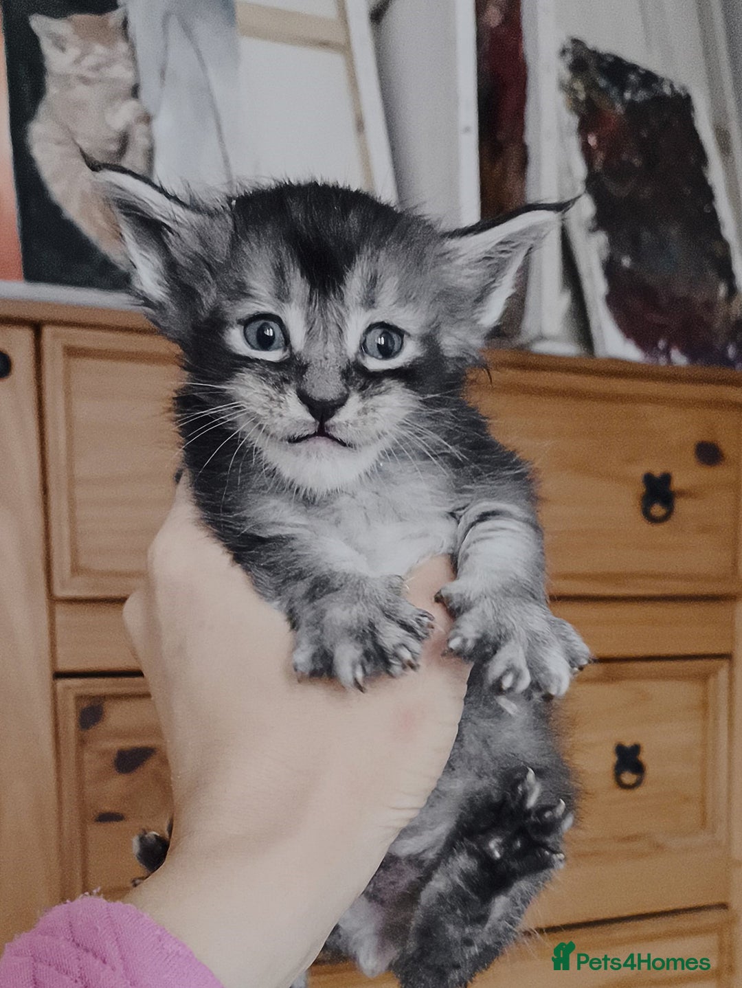 Maine Coon cats for sale: Maine coon kittens champion lines, DNA health test - Image 12