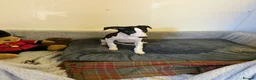 Whippet dogs for sale: Whippet - Advert 12