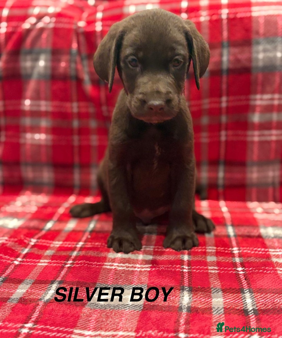 Labrador Retriever dogs for sale: Beautiful KC Chocolate Labrador Retriever puppies - Advert 5