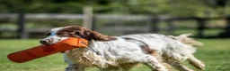 English Springer Spaniel dogs for stud: FTAW HEALTH TESTED L/WHITE SPRINGER FOR STUD in Market Drayton - Advert 5
