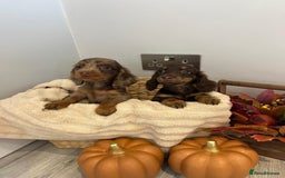 Miniature Dachshund dogs for sale: Beautiful miniature dachshund puppies  - Image 17