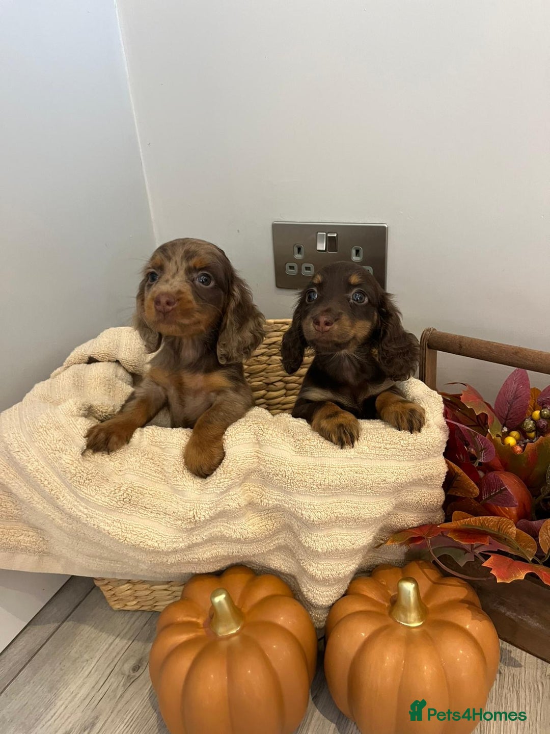 Miniature Dachshund dogs for sale: Beautiful miniature dachshund puppies  - Image 17