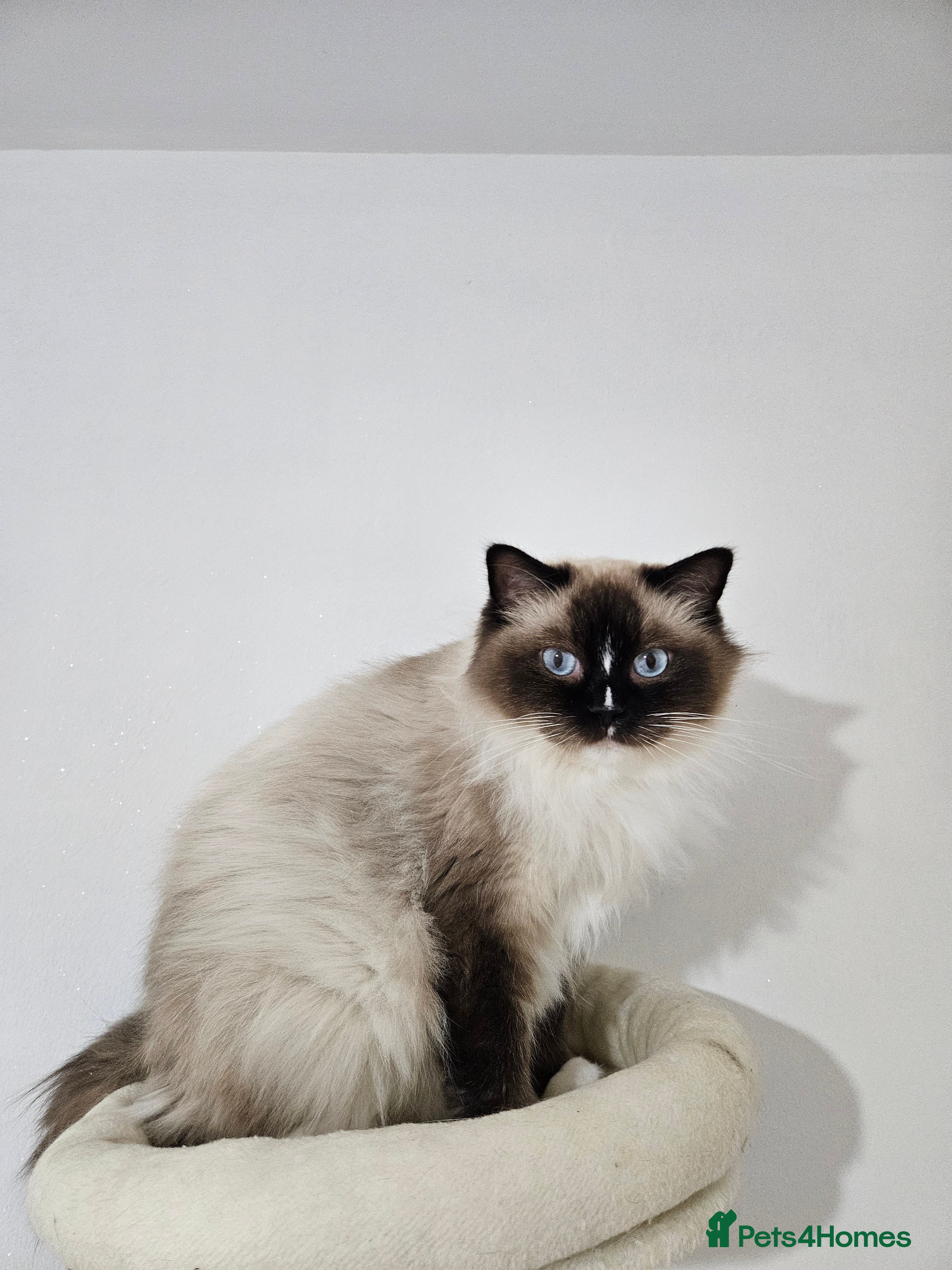 Ragdoll cats ACTIVE Tica Girl Genetic Test Certyficate  - Advert 1