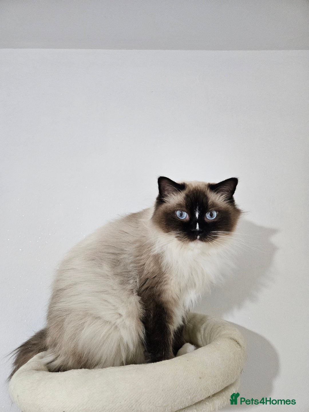 Ragdoll cats for sale: ACTIVE Tica Girl Genetic Test Certyficate  - Advert 1