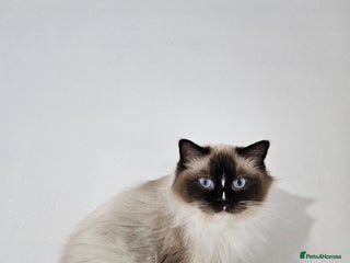 Ragdoll cats ACTIVE Tica Girl Genetic Test Certyficate - Advert 1