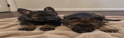 German Shepherd dogs for sale: German Shepherd Pups 🐶 in Birmingham - Advert 5