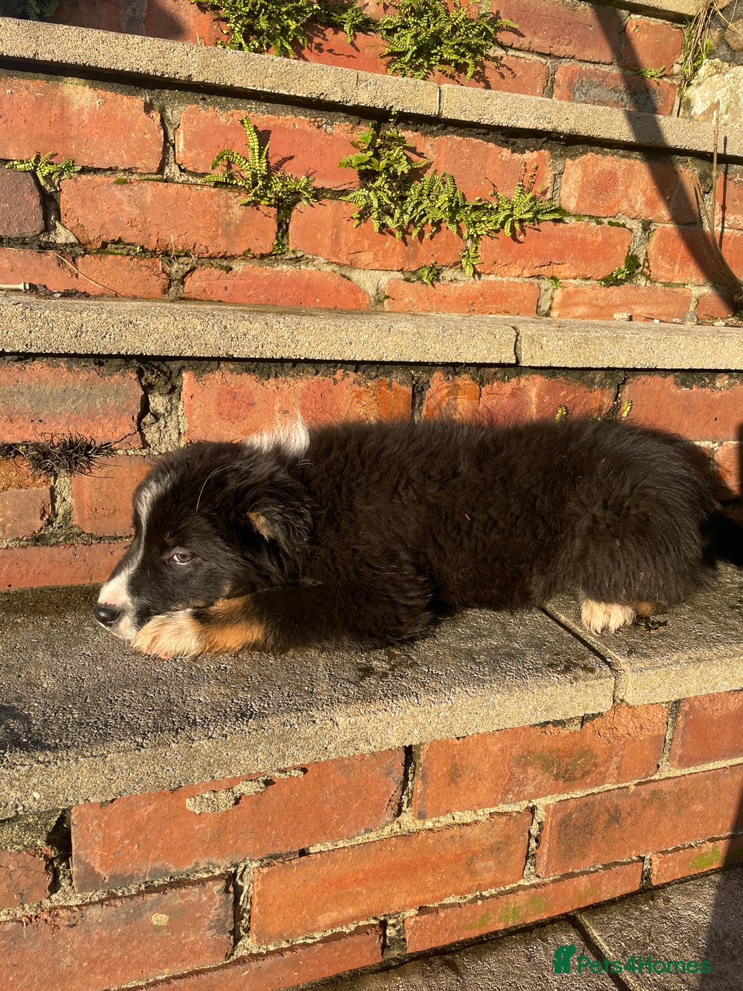 Border Collie dogs for sale: 3 Beautiful Sheepdog Puppies - Advert 25
