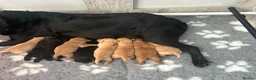 Labrador Retriever dogs for sale: Top quality chunky KC reg Labradors girls - Advert 4