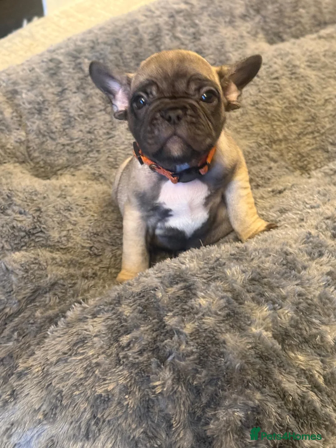 French Bulldog dogs for sale: 🐾 ONLY 3 GIRLS LEFT 🐾 - Advert 2