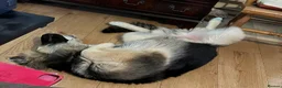 Mixed Breed dogs for sale: Large house-trained puppy in Dunstable - Advert 3