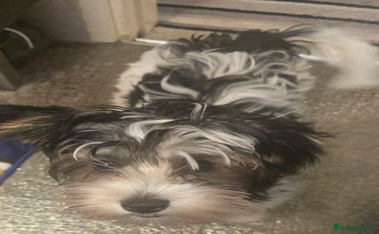 Yorkshire Terrier dogs in London - Advert 2