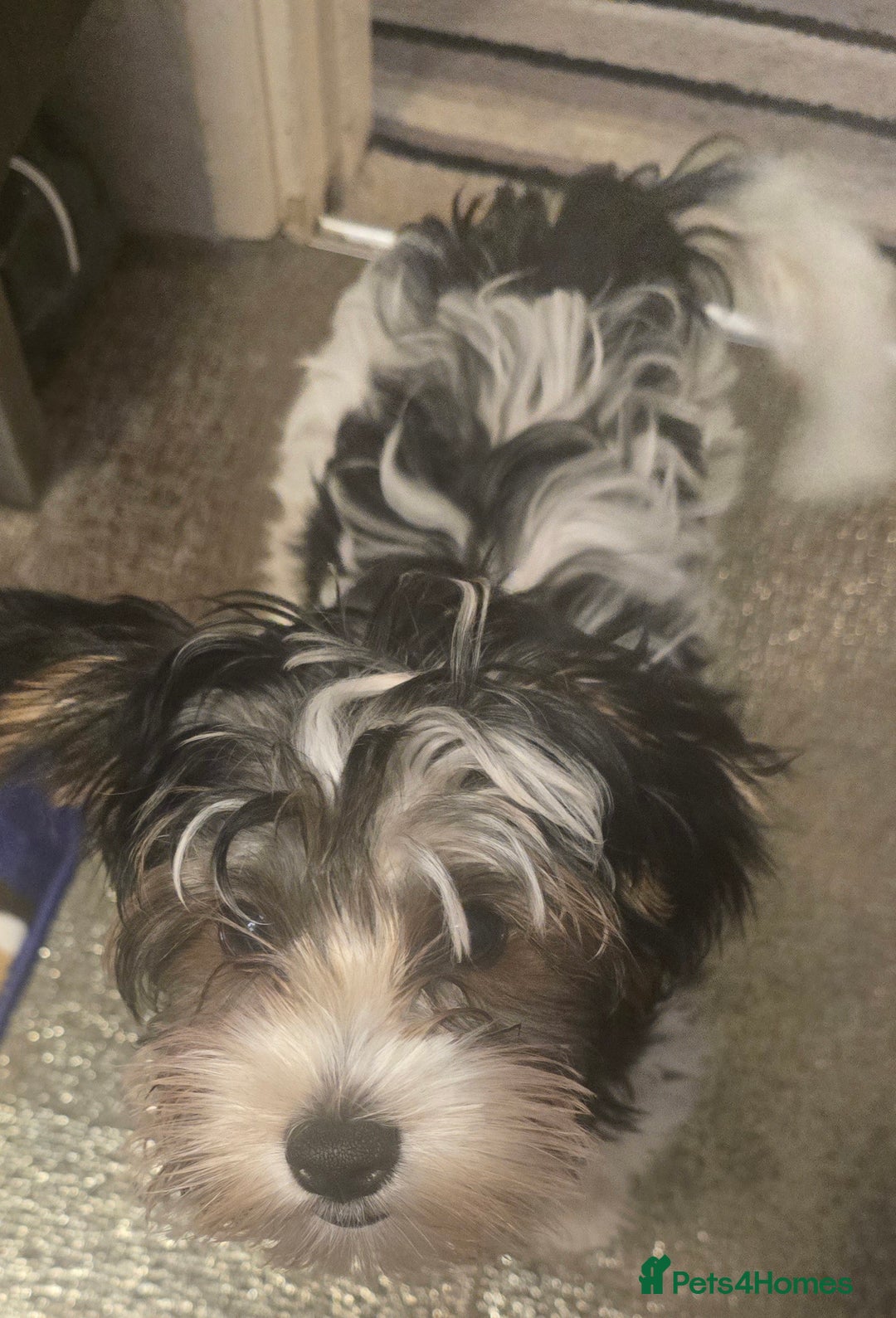 Yorkshire Terrier dogs for sale: Cute boy 🐾 ready 🐾  in London - Image 1