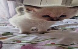Ragdoll cats for sale: Gorgeous Ragdoll kittens , Ready now. - Image 10