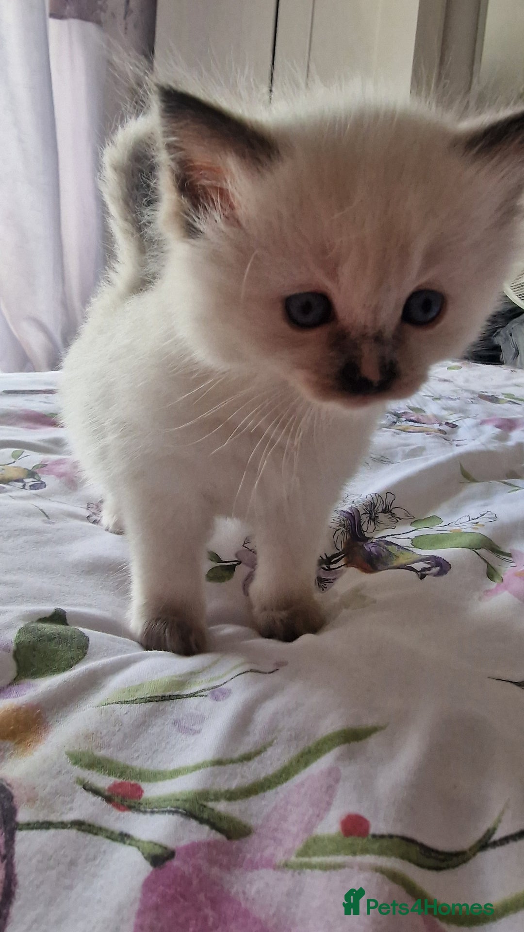 Ragdoll cats for sale: Gorgeous Ragdoll kittens , Ready now. - Image 10