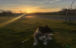 Akita dogs for sale: 4 year old Akita  - Image 8