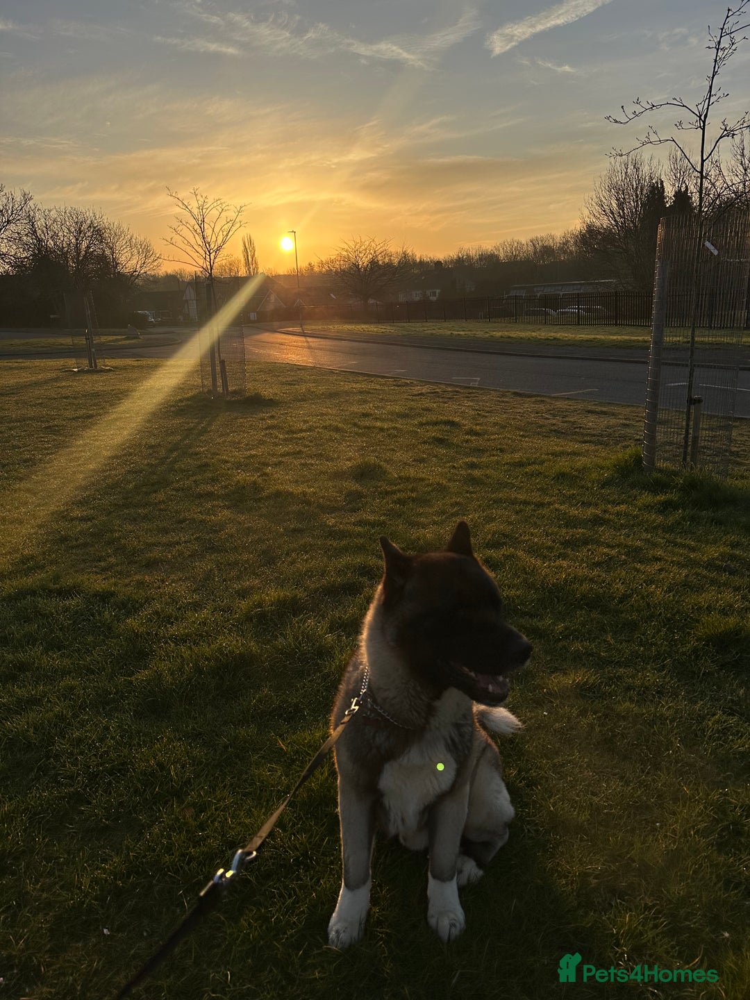 Akita dogs for sale: 4 year old Akita  - Image 8