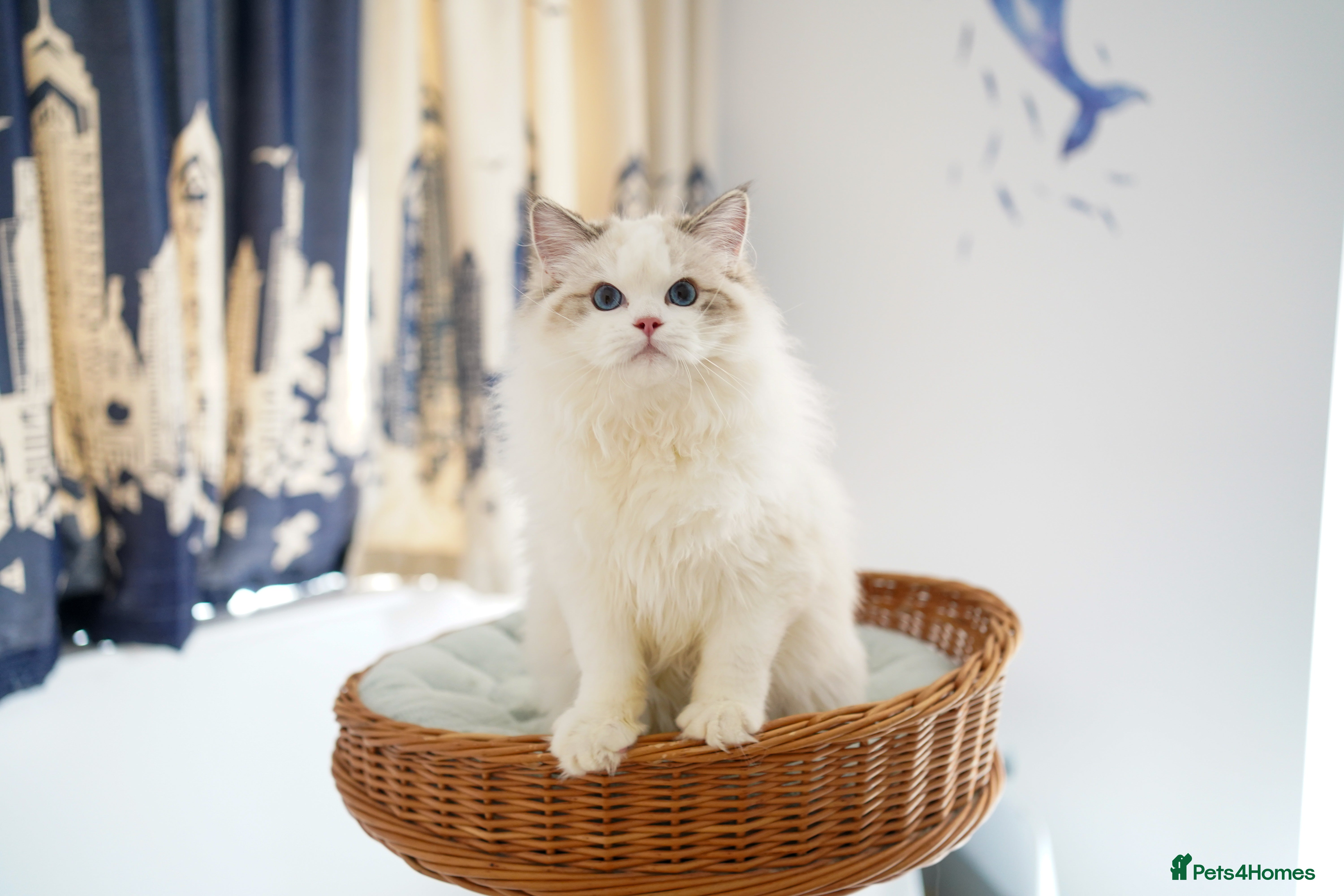 Ragdoll cats TICA Registered seal lynx bicolor boy - Advert 6