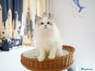 Ragdoll cats TICA Registered seal lynx bicolor boy - Advert 6