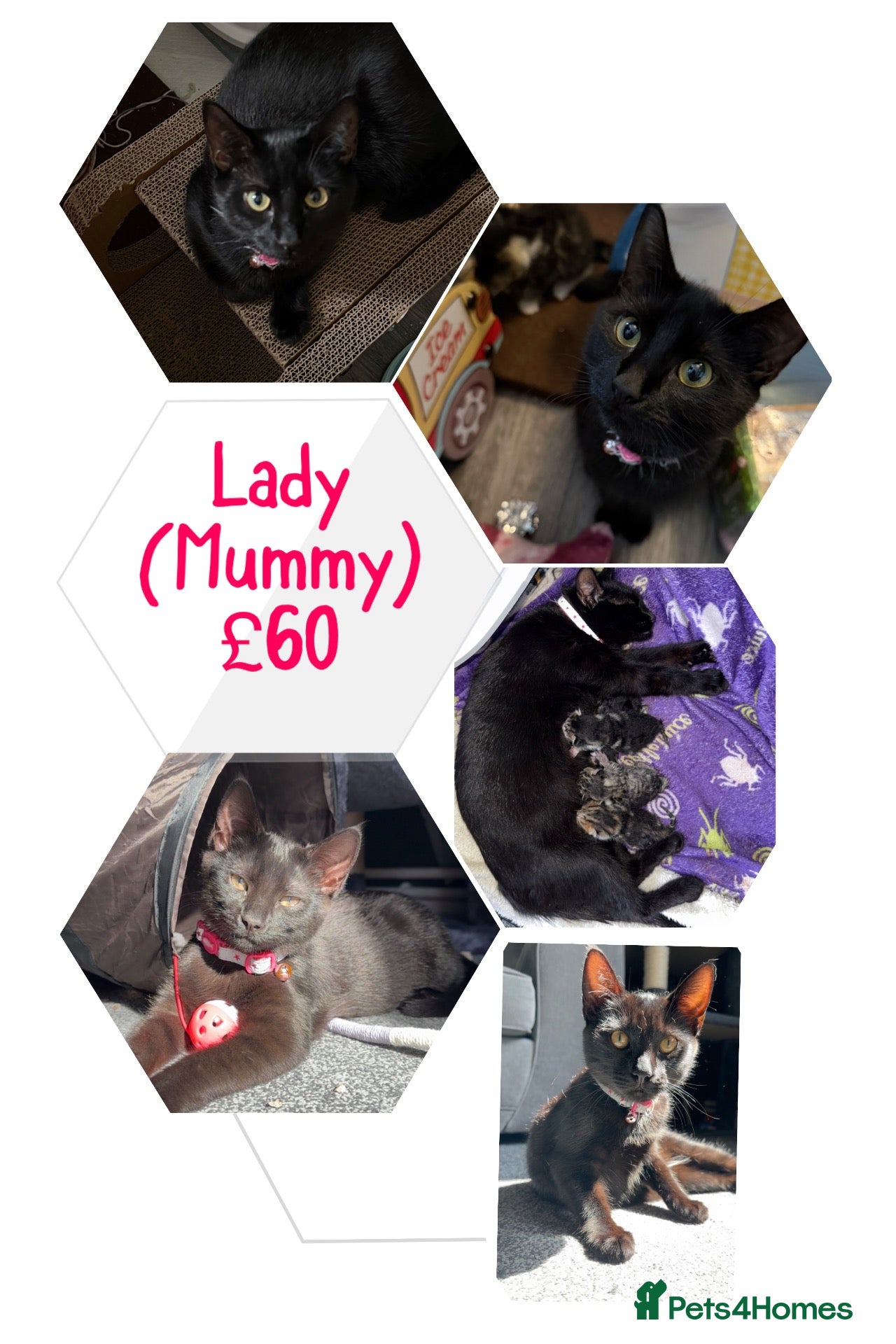 Mixed Breed cats Lady(Mummy)10m/o - Advert 20