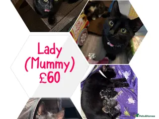 Mixed Breed cats Lady(Mummy)10m/o - Advert 3