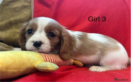 Cavalier King Charles Spaniel dogs for sale: Gorgeous Cavalier King Charles Spaniel puppies - Advert 15