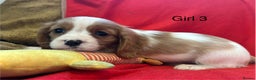 Cavalier King Charles Spaniel dogs for sale: Gorgeous Cavalier King Charles Spaniel puppies - Advert 13